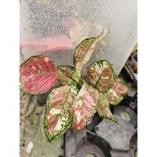 Aglaonema AG-24 Tri colors