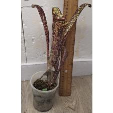 Биллбергия "Сны" / Billbergia 'Dreams' 14