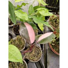 Philodendron Pink Princess pot 650p