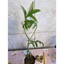 PHILODENDRON DISTANTILOBUM CINDERELLA S 550p