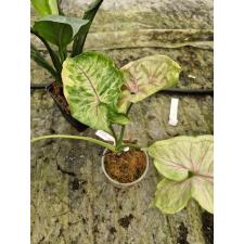 Syngonium Orm Thong variegated 249/2 по 1500p