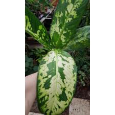 Dieffenbachia Sethee Roenthong.