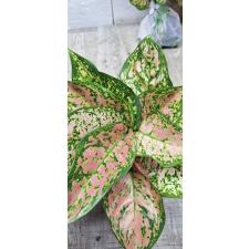 Aglaonema Look Sethi A-124