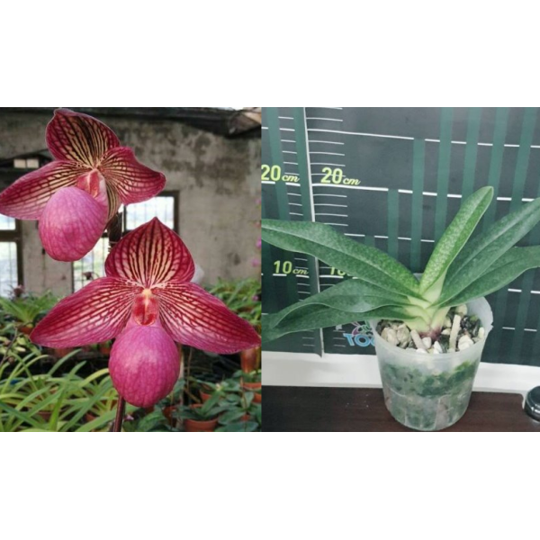 Папхиопедилум микрантум / Paph.micranthum