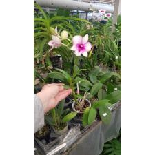 Dendrobium (No.1) цветение