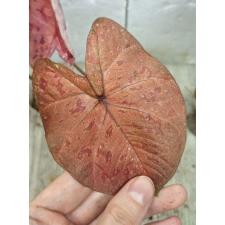 Caladium sp CC-2