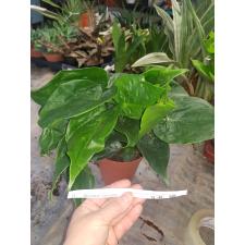 Alocasia Cucullata pot 15 cm