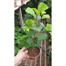 Ficus Triangularis