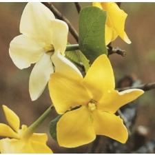Gardenia sootepensis (seedling)