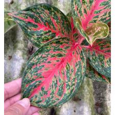 Aglaonema Treasure of Siam 141