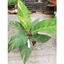 Anthurium variegated sp 6
