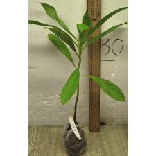 Дилления индика (зеленый лист) / Dillenia indica (green leaf) 79