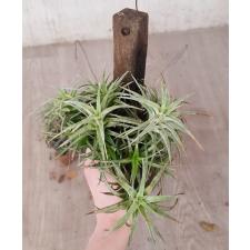 tillandsia sp 1 на блоке