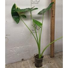 Алоказия Макрориза варегатная / alocasia macrorrhiza variegata