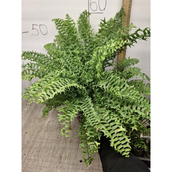 Nephrolepis 'fishtail' (L)