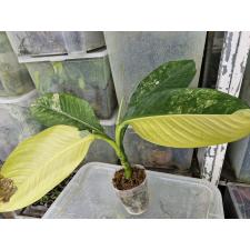 dieffenbachia sp Yellow variegated Д по 2500p