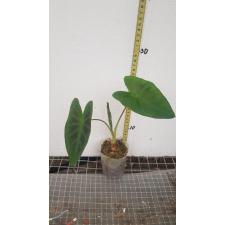 Colocasia Esculenta 'cintho Aloha 1 pост