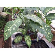 Dieffenbachia cheetah 17 cm pot уценка