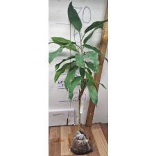 Фикус сп.(Т18)(Лист Манго) / Ficus sp.(T18)(Mango leaf) 103