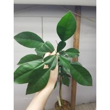 Citrus hystrix (Kaffir lime)(not variegated)