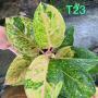 Aglaonema T23 Gamlai Thong