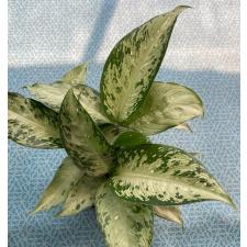 Dieffenbachia Udomsub (Silver Splash)312-349/1