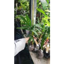 Epipremnum sp.(T01) Fish Bone (mature leaf 139/1
