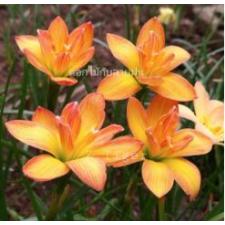 Zephyranthes Tiger