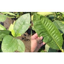 Gardenia sootepensis (seedling)