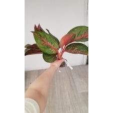 Aglaonema Treasure of Siam 67 (май 2023) уценка 1100р