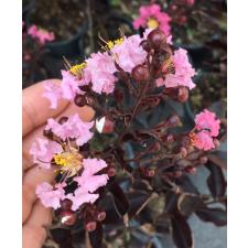 Lagerstroemia indica (pink flower and black leaf) 449