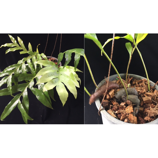 Дринария сп.(Т04) Бурма / Drynaria sp.(T04) Burma 204