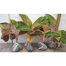 Аглаонема Лаксуб Красная / Aglaonema Laksub red A-140