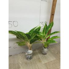 Aglaonema Prakaitong A-51