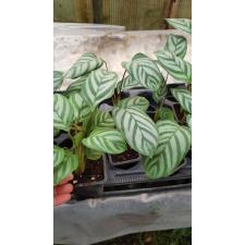 calathea Bachemiana 150р  Бахема (ктенанта1)