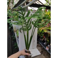 Monstera epipremnoides 'Esqueleto' 232