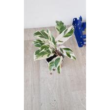 Calathea 'fusion White' pot