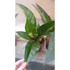 Anthurium variegated sp 5