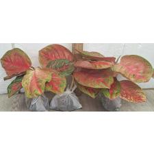 Аглаонема Сомбат Сиам красный круглый лист. / Aglaonema Sombat Siam red round leave A-42