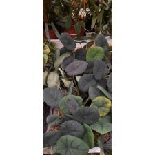 Alocasia chaii 1.7"