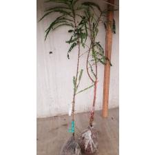 Phyllanthus emblica (India clone) 152
