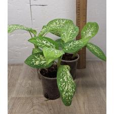 Dieffenbachia sp hybrid (S) стакан