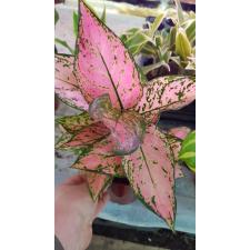 Aglaonema Pink Valentina pot 12 cm