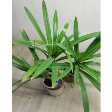 Pandanus screw pine