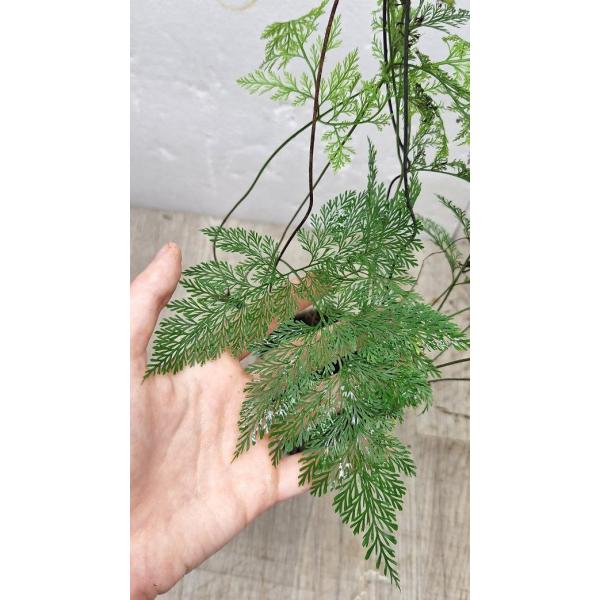 davallia fejeensis plumosa (M)