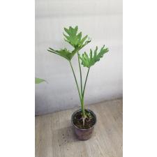 philodendron bipinnatifidum  pot 900p