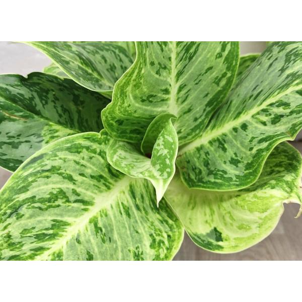 Аглаонема Серебряная Роза (Черная) / Aglaonema Silver Rose (black) A-73