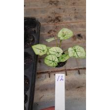 Caladium 30.04 a-12