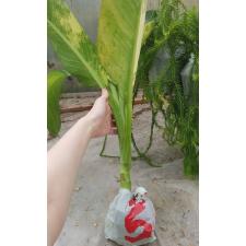 dieffenbachia sp Yellow variegated N5 по 3500p