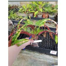 Codiaeum (T09) Chao Pua 240